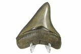 Serrated, Fossil Megalodon Tooth - Collector Quality #173899-2